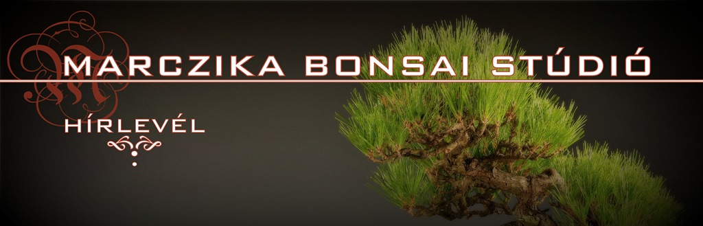 marczika bonsai studio bonsai vasarlas es bonsai rendeles erd hungary
